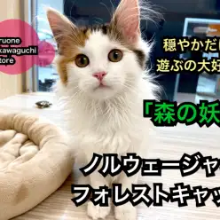 【 ノルウェージャン 】穏やかだけど遊ぶの大好き!美しい被毛を持った森の妖精!