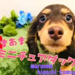 【 ミニチュアダックスフント 】超甘々ダックスくん！グレーの瞳に釘付け！