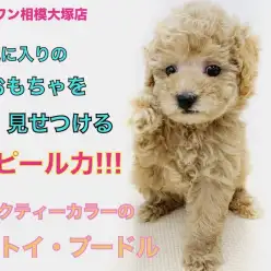 【 トイプードル 】おもちゃを見せてくれるミルクティー男子！スネた顔が可愛すぎる