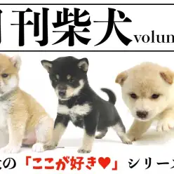 【 月刊柴犬 創刊号 】大倉山店柴犬マニアが思う柴犬のここが好きシリーズローンチ！