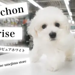 【 ビションフリーゼ・子犬 】究極のピュアホワイトとパウダーパフの申し子現る!