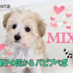 【 MIX 】初登場！メレンゲクッキーのような毛色が可愛いパピプー！