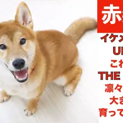 【 柴犬 】イケメン度UP！これぞTHE・柴！ 凛々しく大きく育ってます!