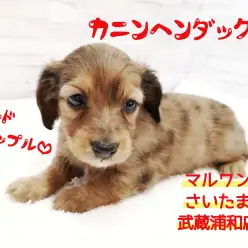 【 カニンヘンダックス 】超レアカラーのマーブル模様!埼玉のビューティーわんこ!