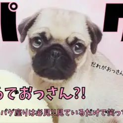 【 パグ 】まるでおっさん？！独特のパグ座りは必見！見ているだけで笑っちゃう!
