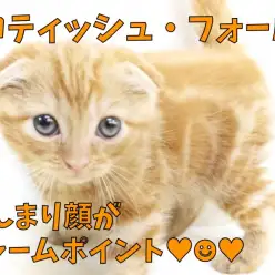 【 スコティッシュフォールド 】にんまり顔に釣られて笑顔!Wフォールドの垂れ耳!