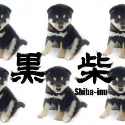 【 柴犬 】太短いマズルとふくよかなモフモフボディのたぬき系黒柴！！