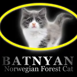 【 ノルウェージャンフォレストキャット 子猫 】バットマンフェイスの男の子登場！