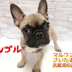 【フレンチブルドッグ 子犬】性格良好!フォーンカラーの女の子!