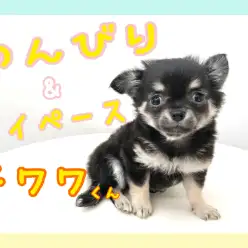 【 チワワ 】のんびりマイペースボーイ