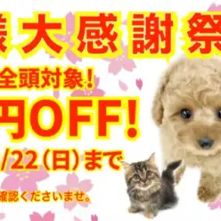 【 お客様大感謝祭開催！ 】期間限定！全頭対象5~1万円プライスダウン！