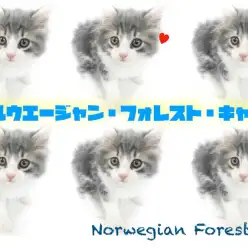 【 ノルウェージャンフォレストキャット 】美しいブルーの毛色が美しい男の子登場！