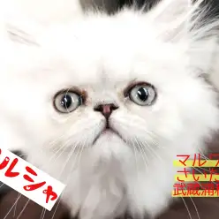 【 ペルシャ 】美しいぺちゃかわ!被毛をキレイに保つお手入れ法も大公開!