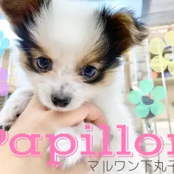 【 パピヨン 】あの王妃にも愛された、人懐っこくて華やかなパピヨンちゃん♪