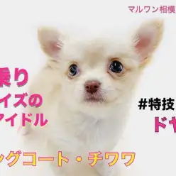【 チワワ 】特技はドヤ顔！天性の可愛さのアタシ。恋する準備はいいかしら？