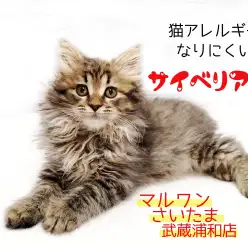 【 サイベリアン 子猫 】猫アレルギーになりにくい種!生活ポイントも解説!