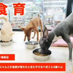 【 食育 】わんこ＆にゃんこが食欲が落ちたときにやるべきこと4選＋α