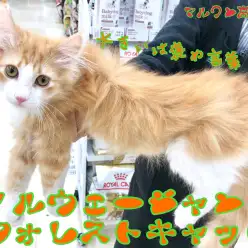 【 ノルウェージャンフォレストキャット 】大きいは褒め言葉！天才ニャンコ登場！