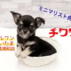 【 チワワ 】可愛いブラックタン!ミニマリスト向けのわんこライフをご紹介!