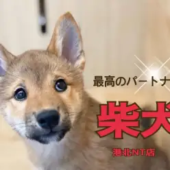 【 柴犬 】ブログ第2弾おっとりマイペース柴犬に成長♪現在お散歩の特訓中！