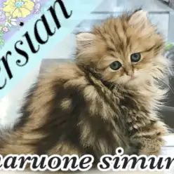 【 ペルシャ 】金色のゴージャスコートを纏ったキングオブキャットが降臨！