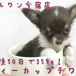 【 チワワ 】生後50日で359g!スウィートカラーのティーカップチワワ!