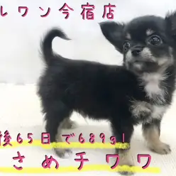 【 チワワ 】目力バツグンのおっとりBOY!お迎え時の3つのポイントもご紹介!