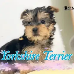 【 ヨークシャーテリア 】独特なカラーは神秘的『動く宝石』とは僕の事♡