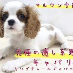 【 キャバリア 】飼いやすさNO1!癒し系男子キャバリアとの生活ポイント大公開!