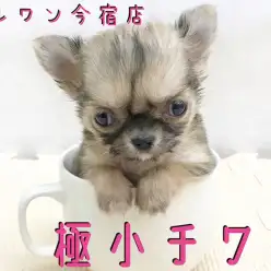 【 極小チワワ 】ドワーフ系でマズル短め!留守番OKの女の子!