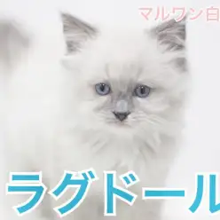 【 ラグドール 】ぬいぐるみの名を持つ子猫！！特技は甘えること！？