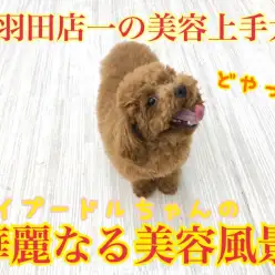 【 トイプードル 】本羽田店一の美容上手犬のお手入れ風景