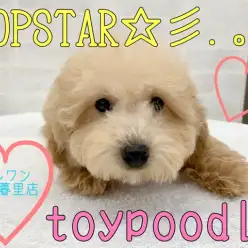 【 トイプードル 】飼いやすさナンバーワン！人気者の魅力をご紹介！