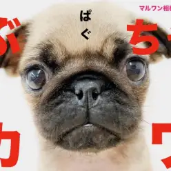 【 パグ 】表情豊かな、ぶちゃカワ犬！お顔の手入れのポイント紹介！