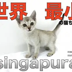 【 シンガプーラ 】世界最小の小さな妖精!活動的な性格が最大の魅力!!