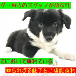 【 ボーダーコリー 】頭脳明晰!ボーダー子犬登場!その潜在能力に迫る!