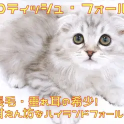 【 スコティッシュフォールド 】長毛・垂れ耳！甘えん坊なハイランドフォールド！