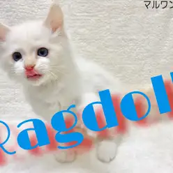 【 ラグドール 】猫界のNo. 1甘えん坊さんが下丸子にやってきた♪