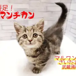 【 マンチカン 】短足猫の女の子！子猫との生活スタイルもご紹介！
