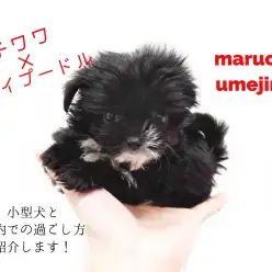 【 MIX・チワプー 】黒と白のコントラスト!小型犬と室内での過ごし方をご紹介!