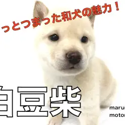 【 白豆柴 】小さくても和犬・柴！黒い瞳と白い被毛のコントラストを堪能しよう！