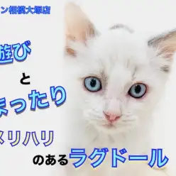 【 ラグドール 】警戒心ゼロ！ブルーアイの癒し系猫と遊べばセロトニンが溢れ出す！