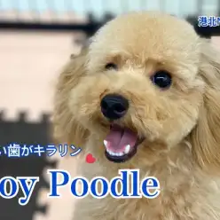 【 トイ・プードル 】NT店のフェミニンBoy♡紹介ブログ第2弾！