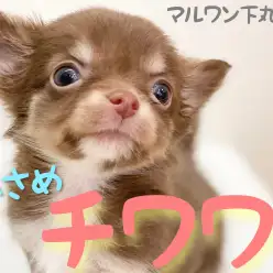 【 チワワ 】小さめチワワが人気のチョコタンでやってきました♪