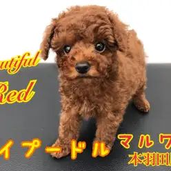 【 トイプードル 】濃いめレッドのベイビープードルがやって来た!!