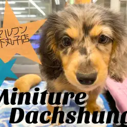 【 ミニチュアダックスフント 】人懐っこくて元気いっぱいな珍カラーのダックス！