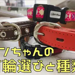 【 犬の首輪 】ベルト・バックル・ハーネス首輪の種類と選ぶポイント!