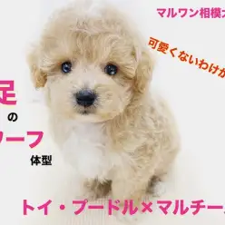 【 MIX 】両親はトイプードル&マルチーズ!アイドル級ルックスのマルプー登場!