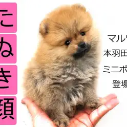 【 ポメラニアン 】たぬきポメに審査基準!?チェックポイントはここだ!!