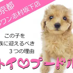 【 トイ・プードル 】この子をご家族に迎えるべき3つの理由！！